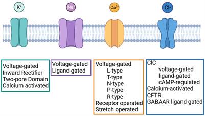 Ion channels in lung cancer: biological and clinical relevance